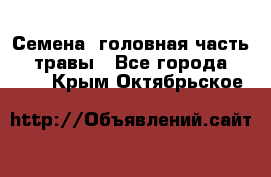 Семена (головная часть))) травы - Все города  »    . Крым,Октябрьское